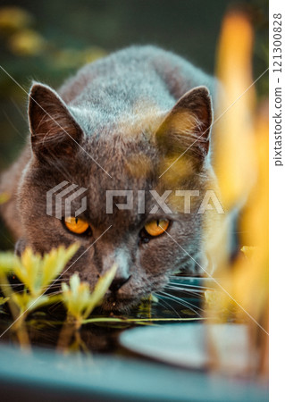 British shorthair cat is drinking licking water from a reservoir in garden backyard. Domestic pet outdoors. Feline animal on nature vertical photo. 121300828