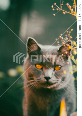 Beautiful British shorthair cat with yellow eyes behind green grass in summer garden. Hunting domestic cat outdoors. Feline animal with direct look. Beautiful British shorthair cat with yellow eyes behind green grass in summer garden. Hunting domestic cat outdoors. Feline animal with direct look. 121300829
