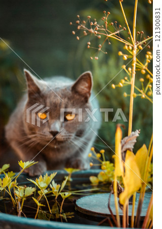British shorthair cat is drinking licking water from a reservoir in garden backyard. Domestic pet outdoors. Feline animal on nature vertical photo. British shorthair cat is drinking licking water from a reservoir in garden backyard. Domestic pet outdoors. Feline animal on nature vertical photo. 121300831