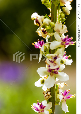 Verbascum phlomoide pink flowers in spring. Pretty small flower buds with gently petals on natural green background in sunny garden. Floral blooms. 121300955