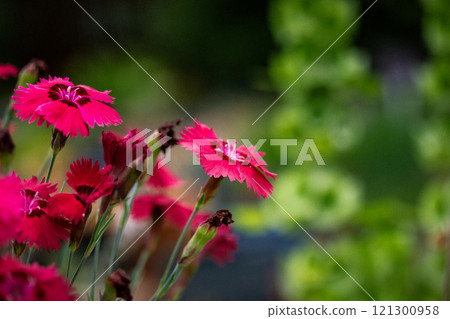 Pink carnations blooms growing in a pot in a flowerbed in the home garden. Growing plants and flowers, horticulture floriculture. Floral wallpaper.  121300958