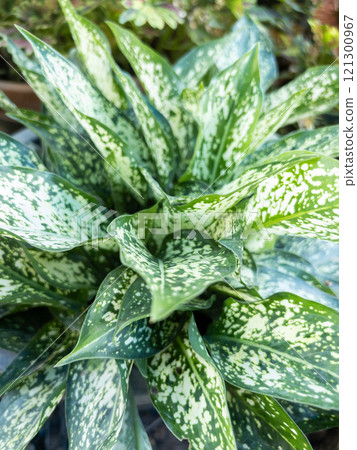 Closeup of the Chinese evergreen. Closeup of the Chinese evergreen. 121300967