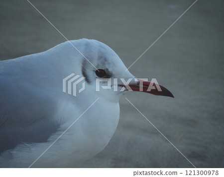 海鷗的輪廓 121300978