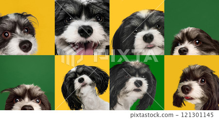 Collage. Shih Tzu with shiny, fluffy fur against vibrant green-yellow background, demonstrating top-notch grooming for stylish pets. 121301145