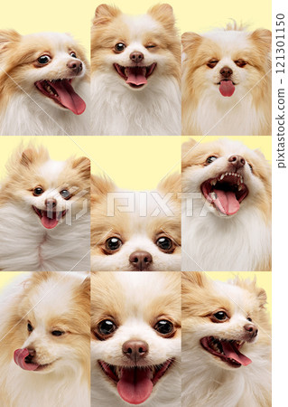 Collage. Fluffy Pomeranian radiating joy and cuteness against pastel yellow background, perfect showcase of expert grooming results. 121301150