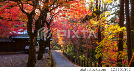 241113 日枝神社 z124-130-S 241113 日枝神社 z124-130-S 121301562