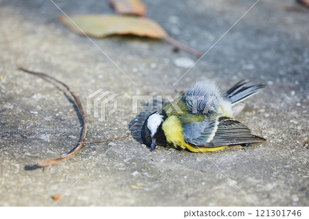 Dead great tit on the ground 121301746