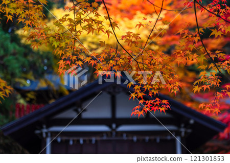241114 日枝神社 z001 241114 日枝神社 z001 121301853