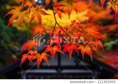 241114 日枝神社 z019 121301859