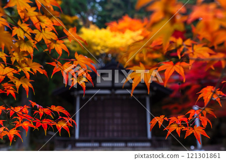 241114 日枝神社 z023 121301861