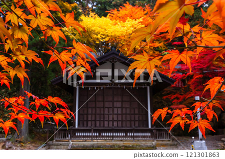 241114日枝神社z039 121301863