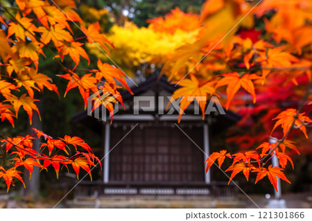 241114 日枝神社 z053 121301866