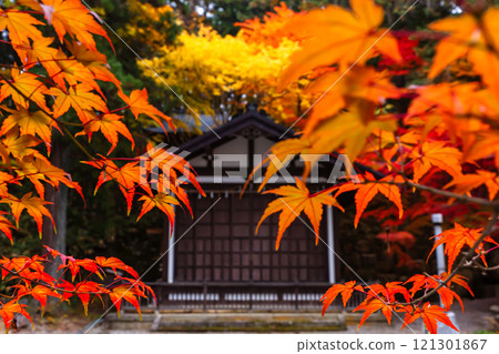 241114日枝神社z056 241114日枝神社z056 121301867