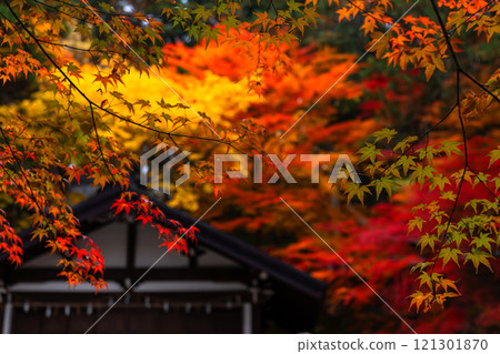 241114日枝神社z066 121301870