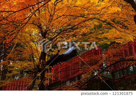 241114 日枝神社 z080 241114 日枝神社 z080 121301875