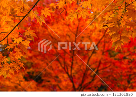 241114 Hie Shrine z098 121301880