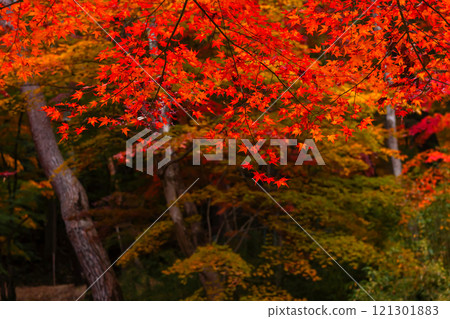 241114 日枝神社 z107 121301883