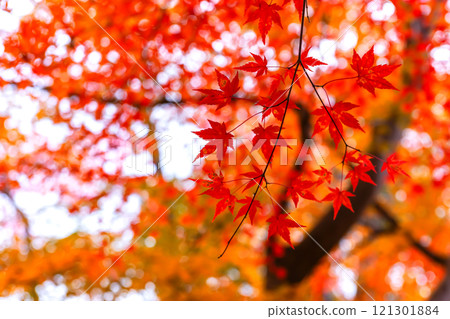 241114 日枝神社 z114 121301884