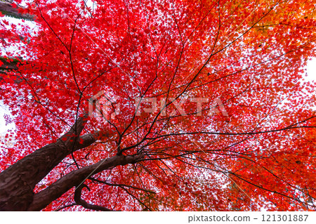 241114 日枝神社 z120 241114 日枝神社 z120 121301887