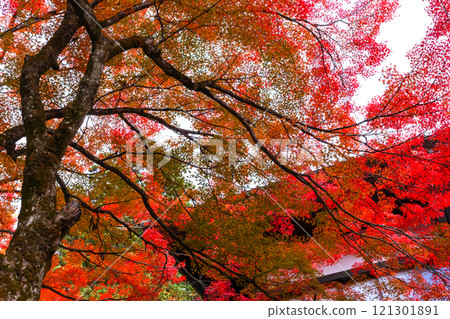 241114 Hie Shrine z128 121301891