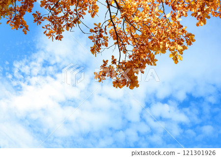Orange fall leaves and oak tree branch against blue sky. Background for design. Orange fall leaves and oak tree branch against blue sky. Background for design. 121301926