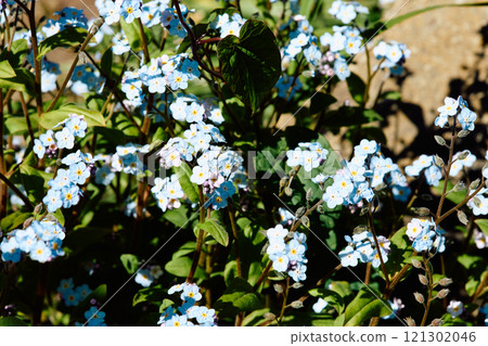 Forget-me-not flower growing on the shore of a lake in Patagonia 121302046