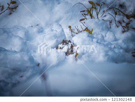 Brown squirrel hiding in snow covered hill in the forest Brown squirrel hiding in snow covered hill in the forest 121302148