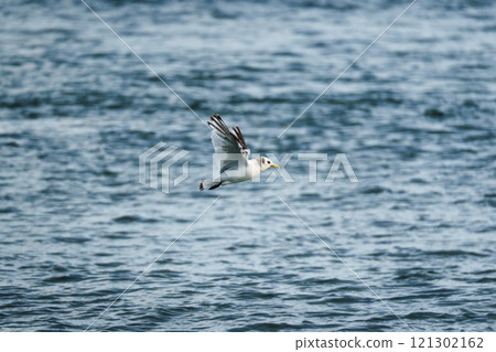 Northern fulmar seabird flying low over the sea in summer 121302162