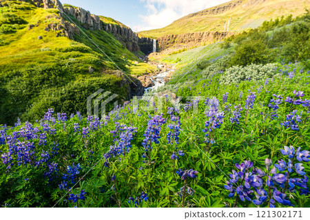 Budararfoss waterfall flowing in the valley with purple lupine flower blooming during summer 121302171