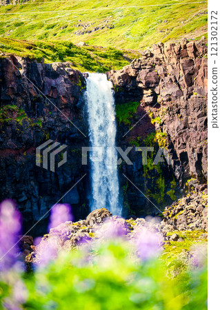 Budararfoss waterfall flowing in the valley with purple lupine flower blooming during summer 121302172