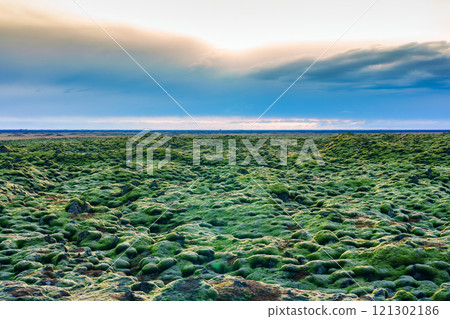 Eldhraun lava field overgrown with mossy on summer in Iceland 121302186