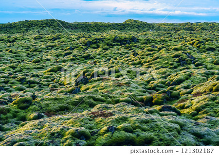 Eldhraun lava field overgrown with mossy on summer in Iceland Eldhraun lava field overgrown with mossy on summer in Iceland 121302187