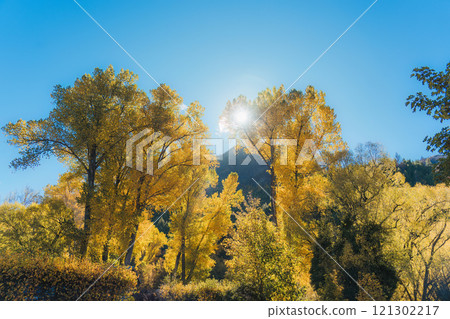 Yellow autumn leaves Ginkgo tree with sunlight on blue sky 121302217