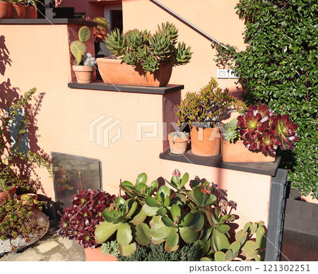 Succulents and cacti of different species in terracotta pots outside in sunny weather. Nature and beauty near house. Succulents and cacti of different species in terracotta pots outside in sunny weather. Nature and beauty near house. 121302251