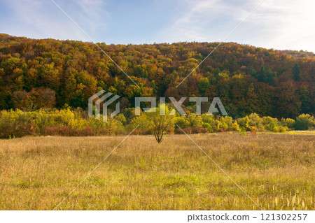 mountainous countryside in autumn. sunny weather. forest on the hill in colorful foliage mountainous countryside in autumn. sunny weather. forest on the hill in colorful foliage 121302257