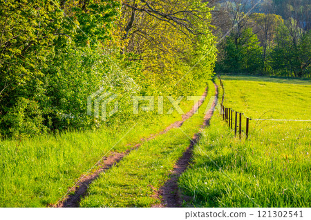 A peaceful rural country road meanders through lush green fields and dense trees, inviting a leisurely walk or a scenic drive on a sunny day. 121302541