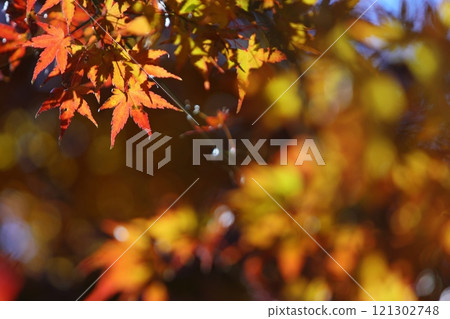 Backlit orange maple leaves 121302748