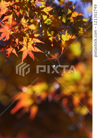 橙色的楓葉在背光下閃閃發光 橙色的楓葉在背光下閃閃發光 121302749