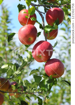 Close-up of a red apple [blue sky background] 121302756