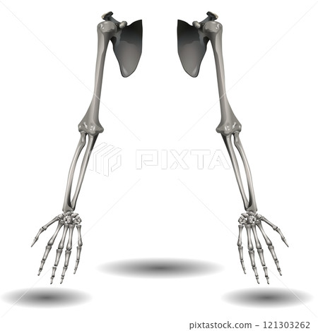 Two human skeletal arms are displayed with both shoulder blades and visible shadows below.  121303262