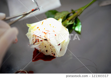 Black rose flower isolated on white background with blood. The black roses meaning relates to mourning, mystery, loss, and elegance, makes it a great gift for occasions like Halloween. Black rose flower isolated on white background with blood. The black roses meaning relates to mourning, mystery, loss, and elegance, makes it a great gift for occasions like Halloween. 121303317