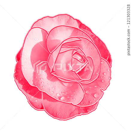Pink rose flower isolated on white background. Clipping path included. 121303328