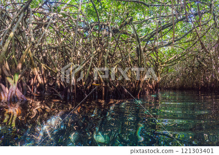 Lush mangrove forest with crystal-clear water reflecting the intricate roots. Tropical nature, biodiversity, and eco-tourism concept in a serene and untouched environment 121303401
