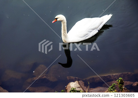 A beautiful white swan swims in the water in the Nitra river, Slovakia. A beautiful white swan swims in the water in the Nitra river, Slovakia. 121303605