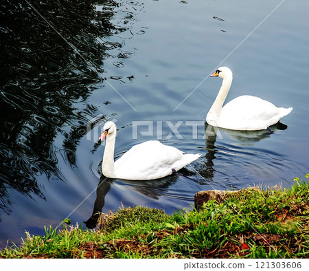 Two beautiful white swans swim in the water in the Nitra river, Slovakia. Two beautiful white swans swim in the water in the Nitra river, Slovakia. 121303606