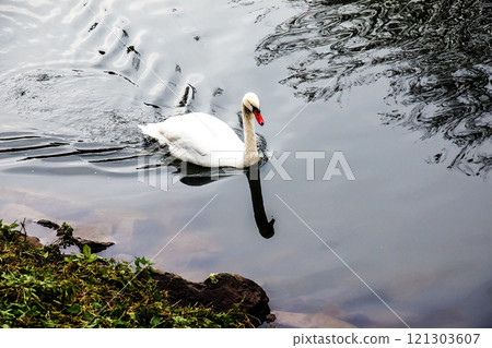 A beautiful white swan swims in the water in the Nitra river, Slovakia. 121303607