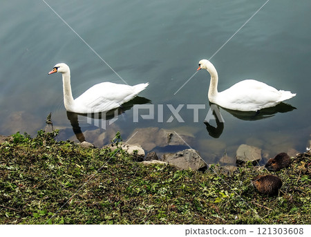 Two beautiful white swans swim in the water in the Nitra river, Slovakia. Two beautiful white swans swim in the water in the Nitra river, Slovakia. 121303608
