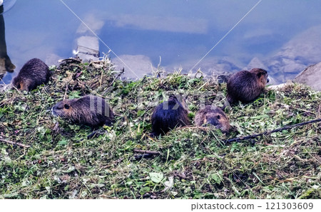 Myocastor coypus on the banks of the Nitra River in the city of Nitra in Slovakia. Myocastor coypus on the banks of the Nitra River in the city of Nitra in Slovakia. 121303609
