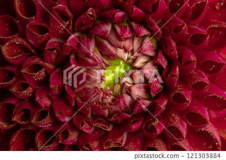 Macro of red Dahlia Flower Petals with Dew Drops. Selective focus Macro of red Dahlia Flower Petals with Dew Drops. Selective focus 121303884