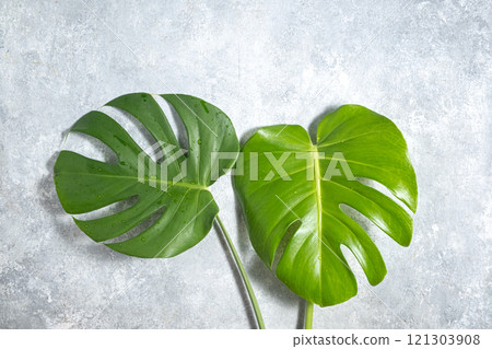 Green leaves of Swiss Cheese plant monstera on a gray background 121303908